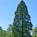 Sequoiadendron giganteum silhouette